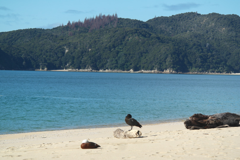 Abel Tasman NP